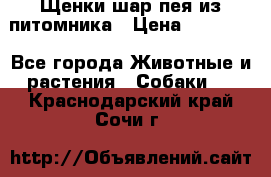 Щенки шар-пея из питомника › Цена ­ 15 000 - Все города Животные и растения » Собаки   . Краснодарский край,Сочи г.